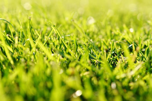 close-up of grass on a sunny day