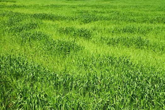 Uneven green wheat sowing after unfavourable weather arid