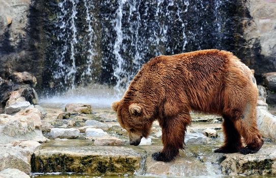 Brown bear (Ursus arctos) is a large bear distributed across much of northern Eurasia and North America. Adult bears generally weigh between 300 and 680 kilograms (660 and 1,500 lb) and its largest subspecies is the Kodiak bear