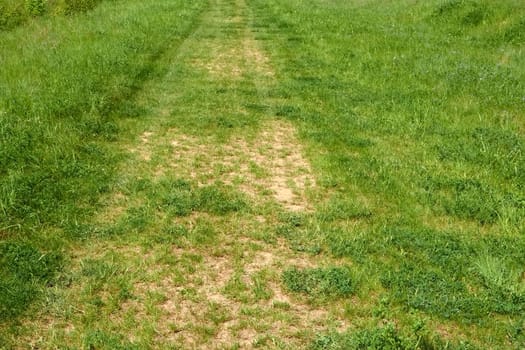 Fragment of old rural dirt road partially overgrown with grass in springtime