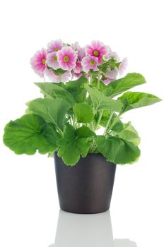 Beautiful pink primrose in a dark flowerpot on white background.