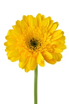 Yellow gerbera daisy flower isolated on white background.