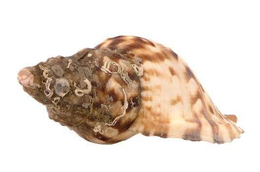 Sea shell isolated on white background.