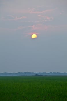Rice sunset farm landscape sky beautiful field