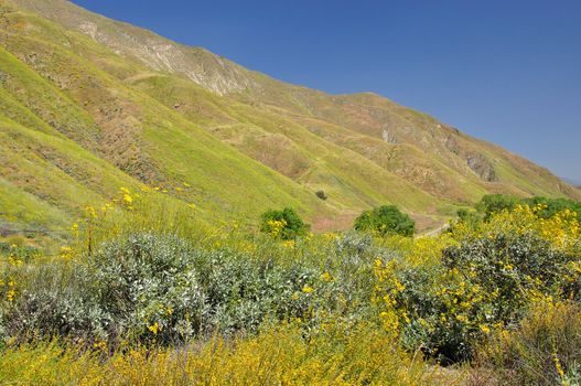 A hillside is covered with springtime wildflowers in San Jacinto, California.