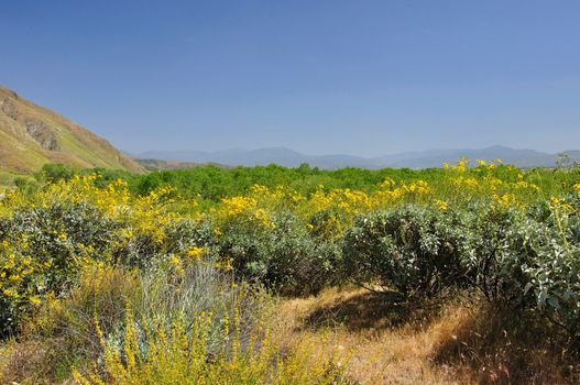 Springtime wildflowers are in bloom near the town of San Jacinto, California.