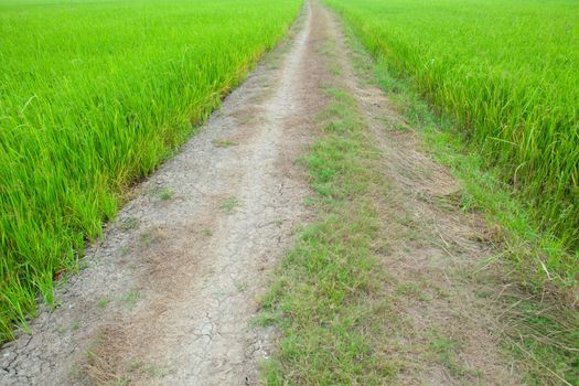 Off road track adventure on the green field