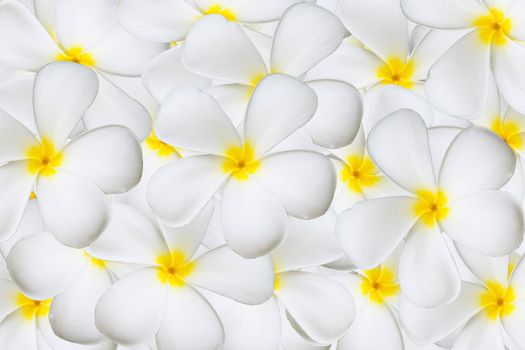 White plumeria flower background