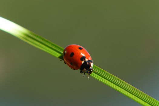 a ladybug on a blade of green grass