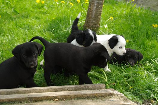 cute puppies in the meadow looking curios