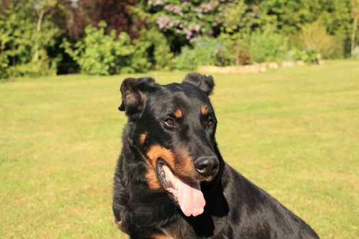 portrait of a purebred french sheepdog beauceron 