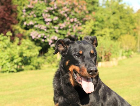 portrait of a purebred french sheepdog beauceron 