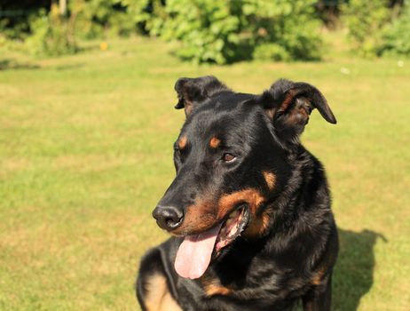 portrait of a purebred french sheepdog beauceron 