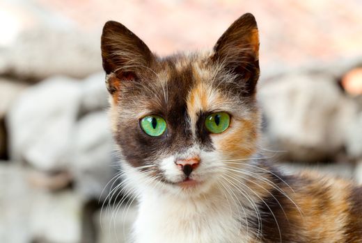 cat with green eyes