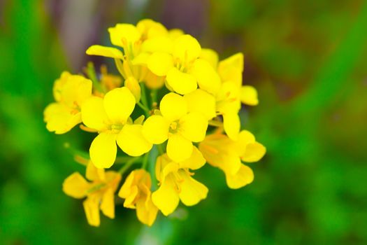 Colza (Brassica rapa). Rape flower on field