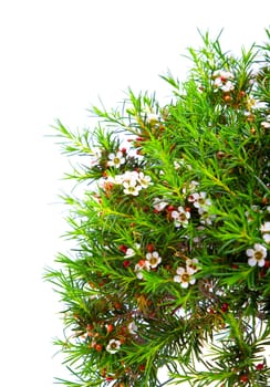 Chamelaucium uncinatum "Snow Flake". Isolated on white background.