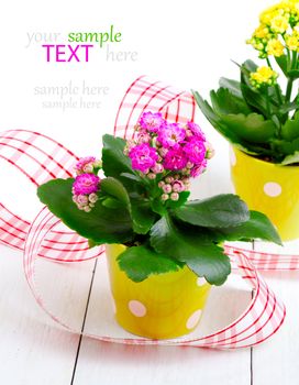 Kalanchoe bush in a green pot