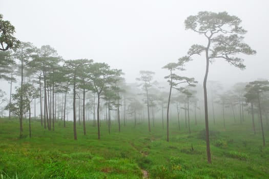 mysterious foggy forest