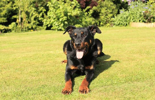 portrait of a purebred french sheepdog beauceron 