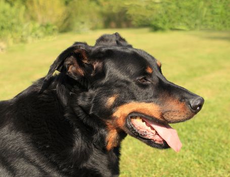portrait of a purebred french sheepdog beauceron 