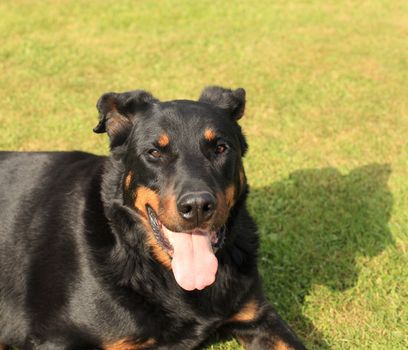 portrait of a purebred french sheepdog beauceron 
