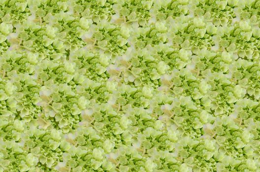 art  background with flowers  , abstract wallpaper