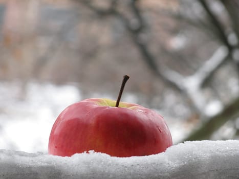 apple in snow
