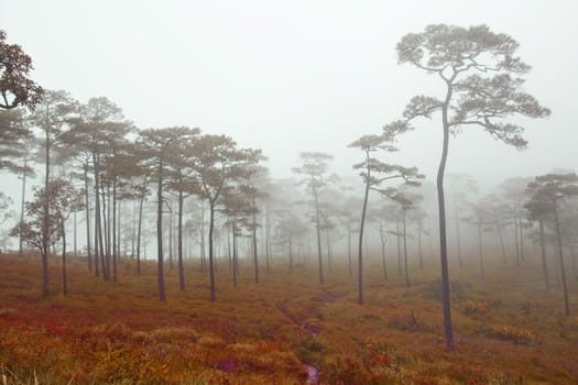 mysterious foggy forest in Thailand