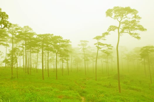 mysterious foggy forest in Thailand