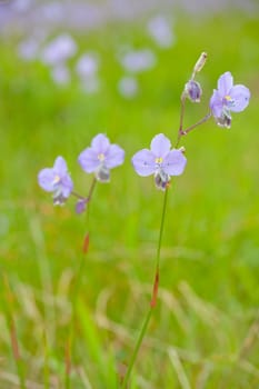 flower meadow in forest