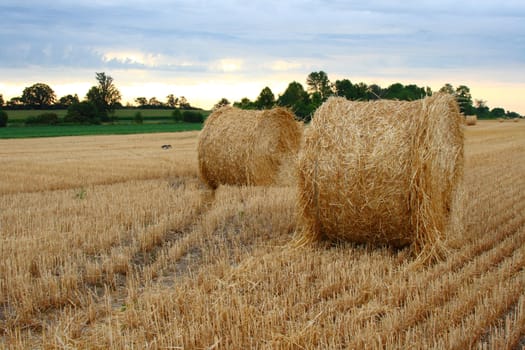 staw bales in the field during harvest