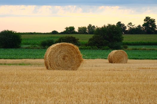 fresh rolls of hay in field