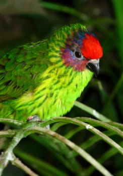 red headed parrot finch, Erythrum pisttacea from Australia