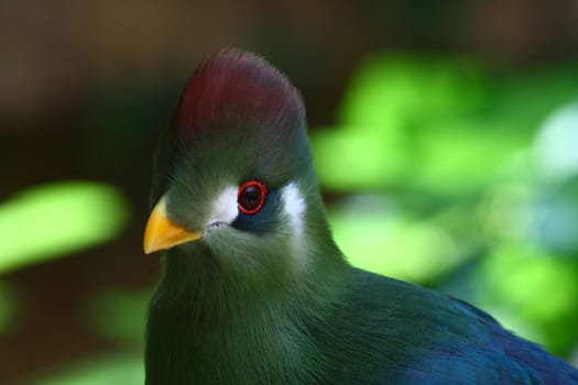 red crested turaco, touraco erythrolophus, africa