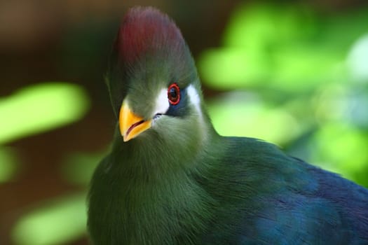 red crested turaco, touraco erythrolophus, africa