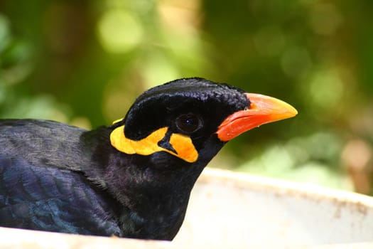 greater hill mynah, gracula religiosa from south america