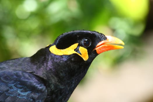 greater hill mynah, gracula religiosa from south america