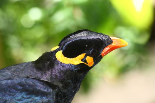 greater hill mynah, gracula religiosa