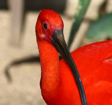 scarlet ibis, Eudociums rubber from South America, red plumage