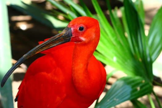 scarlet ibis, Eudociums rubber from South America, red plumage