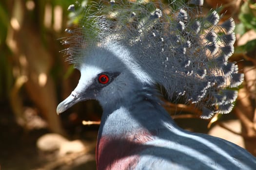 victoria crowned pigeon, Goura victoria, largest pigeon in the world from New Guinea