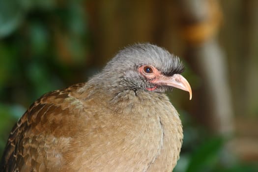 chaco chachalaca,ortalis canicollis  from central and south america