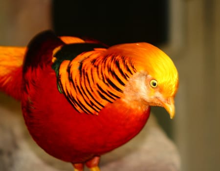 golden pheasant , Chrysolphus pictus from Asia, colorful feathers