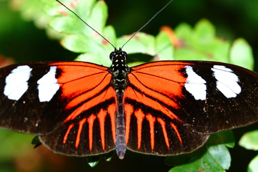 doris longwing, Heliconius doris butterfly