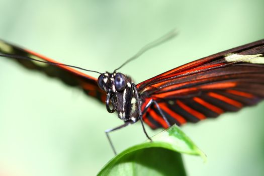 tiger longwing, Heliconius hecale, butterfly close up macro focus on the eyes