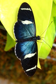 sara longwing, Heliconius sara, butterfly