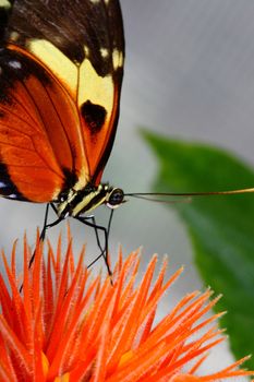 tiger longwing, Heliconius hecale, butterfly on flower eating nectar