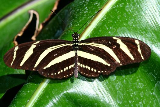 zebra longwing, Heliconius charitonius, butterfly