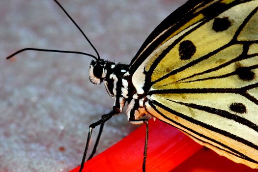 Rice paper, Large Tree Nymph, Idea leuconoe,  butterfly