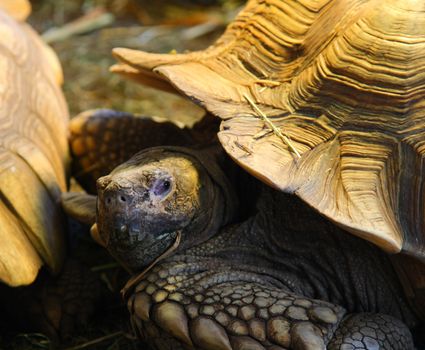 giant tortoise eating straw